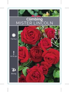 Picture of ROSE MISTER LINCOLN CLIMBING                                                                                                                          
