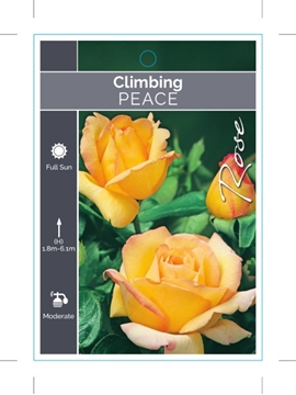 Picture of ROSE PEACE CLIMBING                                                                                                                                   