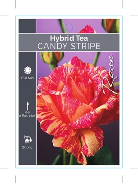 Picture of ROSE CANDY STRIPE (HT)                                                                                                                                