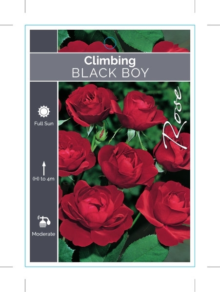 Picture of ROSE BLACK BOY (CL)                                                                                                                                   