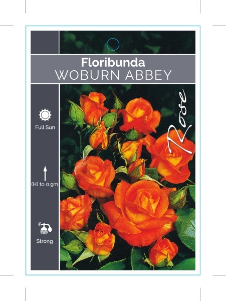 Picture of ROSE WOBURN ABBEY (FL)                                                                                                                                
