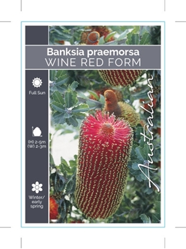 Picture of BANKSIA PRAEMORSA WINE RED FORM CUT LEAF BANKSIA                                                                                                      