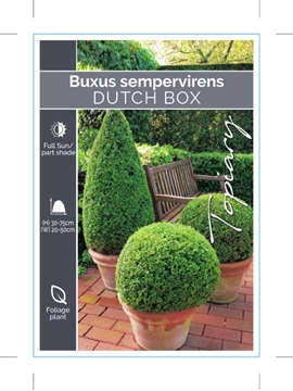 Picture of BUXUS SEMPERVIRENS SUFFRUTICOSA DUTCH BOX (Topiary)                                                                                                   