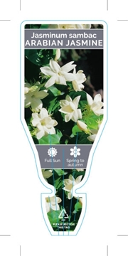 Picture of JASMINUM SAMBAC ARABIAN JASMINE                                                                                                                       