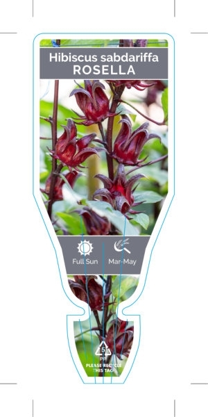 Picture of FRUIT ROSELLA (Hibiscus sabdariffa)                                                                                                                   