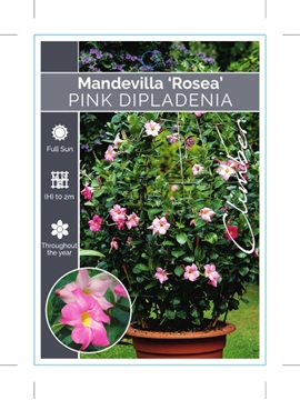 Picture of MANDEVILLA SANDERI ROSEA PINK DIPLADENIA                                                                                                              