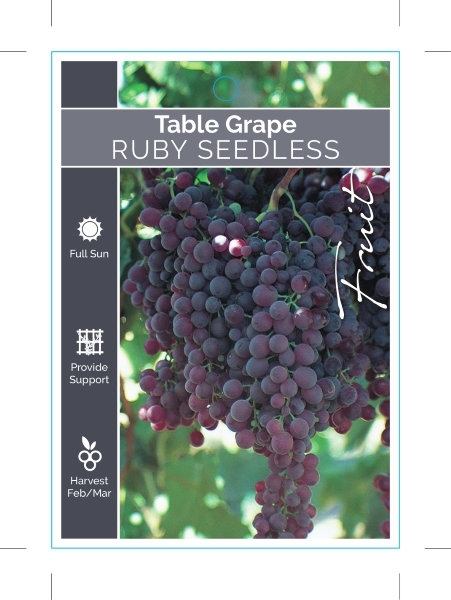 Picture of FRUIT GRAPE TABLE RUBY SEEDLESS                                                                                                                       