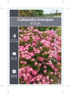Picture of CALLIANDRA BREVIPES PINK                                                                                                                              