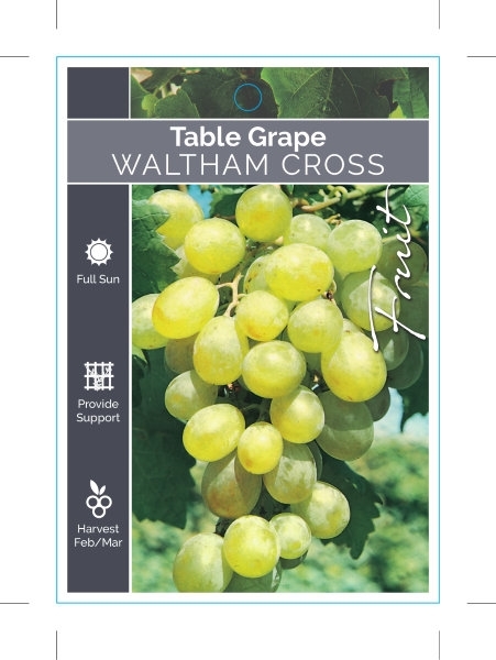 Picture of FRUIT GRAPE TABLE WALTHAM CROSS                                                                                                                       