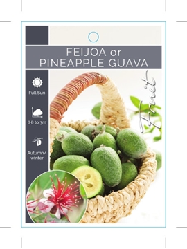 Picture of FRUIT FEIJOA PINEAPPLE GUAVA Acca sellowiana                                                                                                          