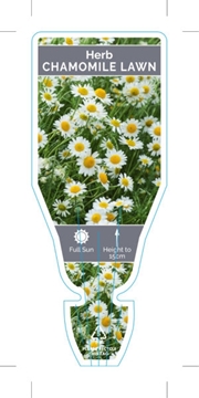 Picture of HERB CHAMOMILE LAWN (Chamaemelum nobile)                                                                                                              