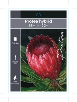 Picture of PROTEA RED ICE                                                                                                                                        