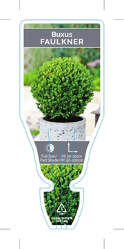 Picture of BUXUS MICROPHYLLA FAULKNER                                                                                                                            
