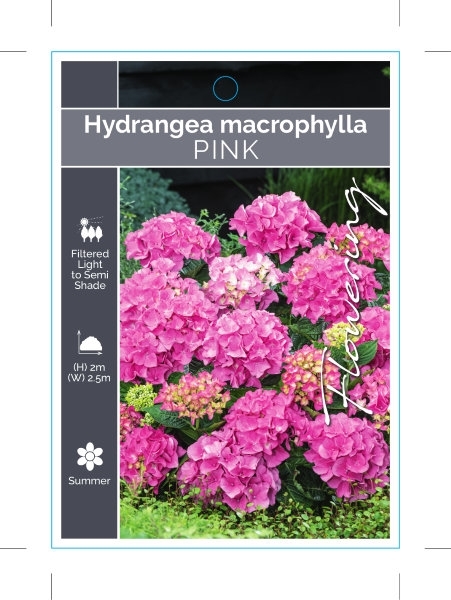 Picture of HYDRANGEA MACROPHYLLA PINK                                                                                                                            