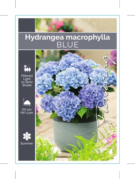 Picture of HYDRANGEA MACROPHYLLA BLUE                                                                                                                            