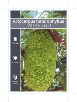 Picture of FRUIT JACKFRUIT Artocarpus heterophyllus                                                                                                              