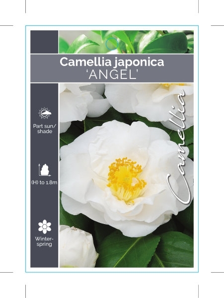 Picture of CAMELLIA ANGEL                                                                                                                                        