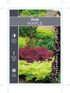 Picture of ACER MAPLE - MIXED PICTURE (UNNAMED VARIETY)                                                                                                          