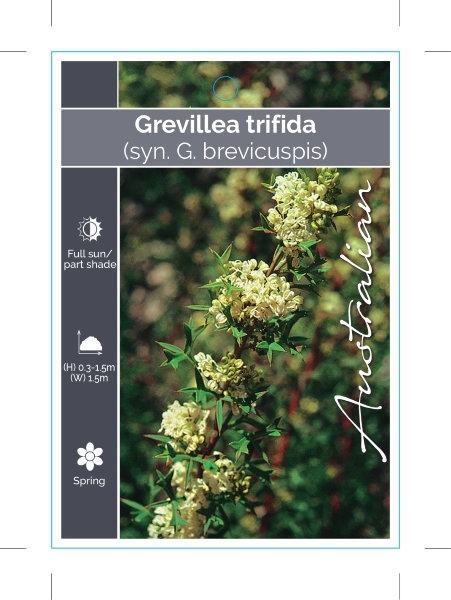 Picture of GREVILLEA TRIFIDA (SYN G. BREVICUSPIS)                                                                                                                