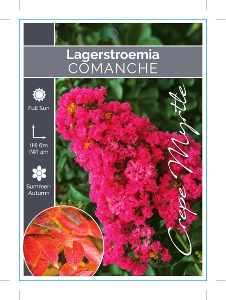 Picture of LAGERSTROEMIA COMANCHE Jumbo Tag                                                                                                                      