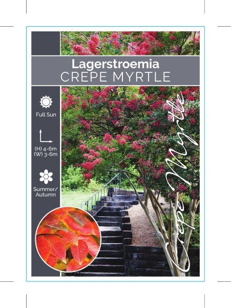 Picture of LAGERSTROEMIA INDICA CREPE MYRTLE (UNNAMED VARIETY)                                                                                                   