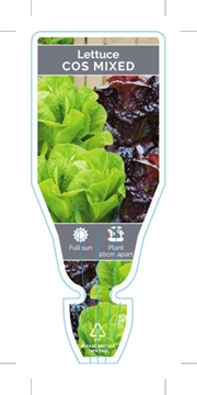 Picture of VEGETABLE LETTUCE COS MIXED (Lactuca sativa)                                                                                                          