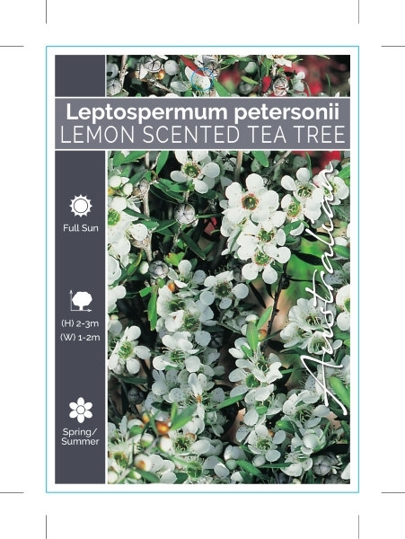 Picture of LEPTOSPERMUM PETERSONII LEMON SCENTED TEA TREE                                                                                                        