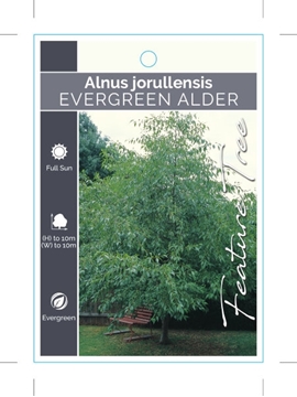 Picture of ALNUS JORULLENSIS EVERGREEN ALDER                                                                                                                     