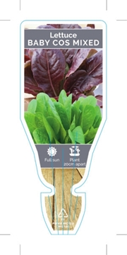 Picture of VEGETABLE LETTUCE BABY COS MIXED (Lactuca sativa)                                                                                                     