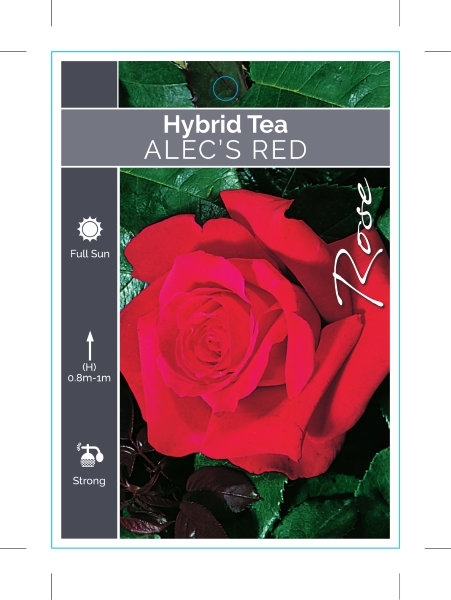 Picture of **ROSE ALECS RED (HT)                                                                                                                                 