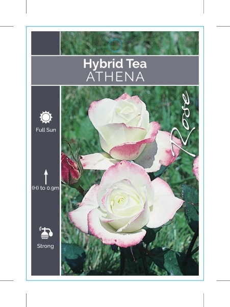 Picture of ROSE ATHENA (HT)                                                                                                                                      