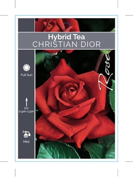 Picture of **ROSE CHRISTIAN DIOR (HT)                                                                                                                            
