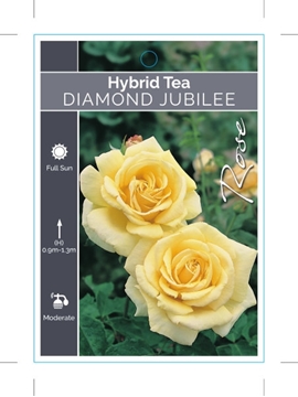 Picture of ROSE DIAMOND JUBILEE (HT)                                                                                                                             