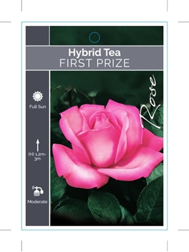 Picture of ROSE FIRST PRIZE (HT)                                                                                                                                 
