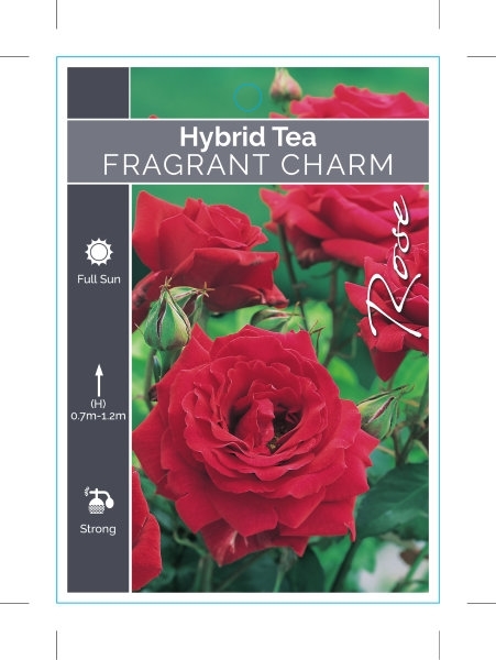 Picture of ROSE FRAGRANT CHARM (HT)                                                                                                                              