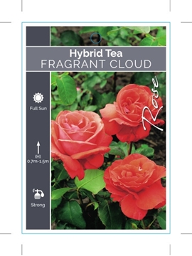 Picture of ROSE FRAGRANT CLOUD (HT)                                                                                                                              