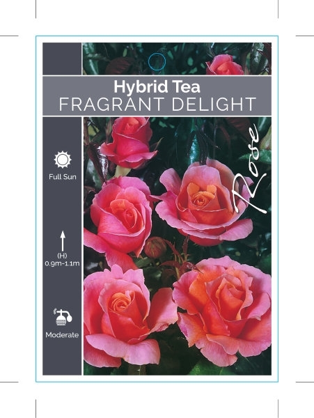 Picture of **ROSE FRAGRANT DELIGHT (HT)                                                                                                                          
