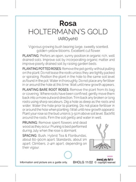 Picture of ROSE HOLTERMANNS GOLD (HT)                                                                                                                            