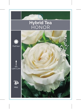 Picture of ROSE HONOR (HT)                                                                                                                                       