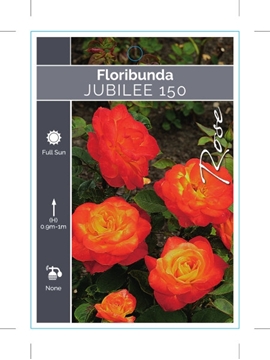 Picture of ROSE JUBILEE 150 (FL)                                                                                                                                 