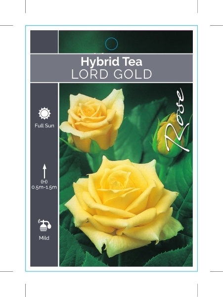 Picture of **ROSE LORD GOLD (HT)                                                                                                                                 