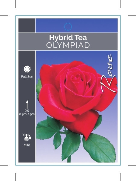 Picture of **ROSE OLYMPIAD (HT)                                                                                                                                  