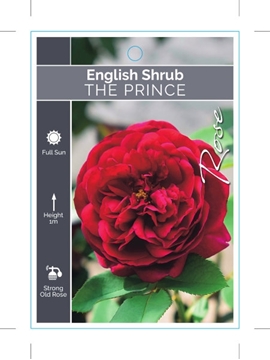 Picture of ROSE THE PRINCE (ER SHRUB)                                                                                                                            