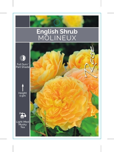 Picture of ROSE MOLINEUX (ER SHRUB)                                                                                                                              