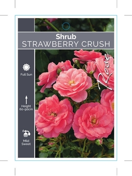 Picture of ROSE STRAWBERRY CRUSH (Shrub)                                                                                                                         