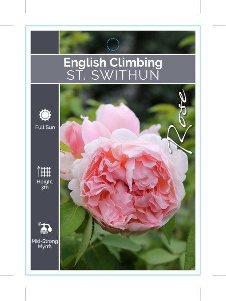 Picture of ROSE ST. SWITHUN (ER CLIMBING)                                                                                                                        
