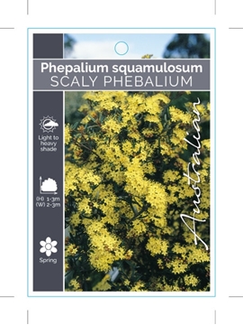 Picture of PHEBALIUM SQUAMULOSUM SCALY PHEBALIUM                                                                                                                 