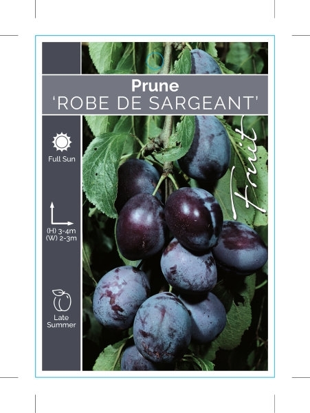 Picture of FRUIT PRUNE ROBE DE SARGEANT                                                                                                                          