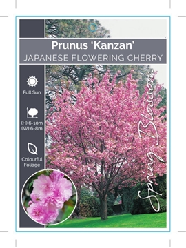 Picture of PRUNUS SERRULATA KANZAN JAPANESE FLOWERING CHERRY Jumbo Tag                                                                                           