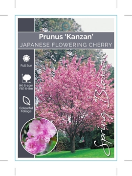 Picture of PRUNUS SERRULATA KANZAN JAPANESE FLOWERING CHERRY                                                                                                     